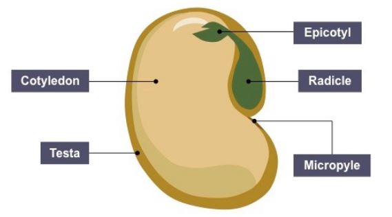 Seed: Importance and Biology